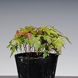 苗：山もみじ寄せ