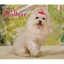 Maltese, For the Love of 2009 Deluxe Wall Calendar (Multilingual Edition)