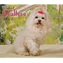 Maltese, For the Love of 2009 Deluxe Wall Calendar (Multilingual Edition)