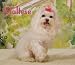 Maltese, For the Love of 2009 Deluxe Wall Calendar (Multilingual Edition)