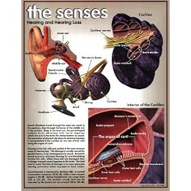 Hearing Loss Subject Art Poster Print, 17x22