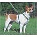 Lupine Atlantis 1/2 in. Roman-Style Harness For Small Dogs (9-14 in.)