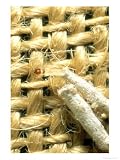 Case Bearing Clothes Moth, Larva Art Photographic Poster Print by Harold Taylor, 18x24