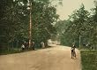 Forest Drive on Detroit's Belle Isle, ca. 1901 - Exceptional Print of a Vintage Photochrom Image from the Library of Congress Collection