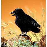 Plush Raven Puppet 16
