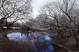 Isack Kousnsky-Central Park in Black and White with Blue Pond, Photography Poster Print, 24 by 36-Inch