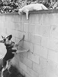 Cat Owned by Olympic Track Star Harold Connolly, on Wall Hissing at Police German Shepherd Photographic Poster Print by Bill Eppridge, 12x16