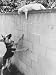 Cat Owned by Olympic Track Star Harold Connolly, on Wall Hissing at Police German Shepherd Photographic Poster Print by Bill Eppridge, 12x16
