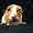 Guinea Pig - Guinea Pig - Light Switch Covers - 2 plug outlet cover