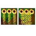 Set of 2 Sunflowers by Miguel Paredes