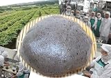 グルメ食材・ドリンク・酒通販専門店ランキング14979位 長岡長峰産こんにゃく