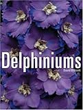 Delphiniums