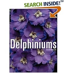Delphiniums