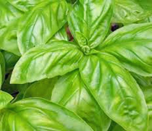 Basil, Italian Large Leaf, Heirloom, Organic 25+ Seeds, Great Fresh/ Dried Herb Basil, Italian Large Leaf, Heirloom, Organic 25+ Seeds, Great Fresh/ Dried Herb