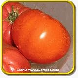 51D8FzVbtIL. SL160  Heirloom Tomato Seeds   Giant Belgium Pink Vegetable Seed Packet