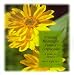 Book Creating a Meaningful Funeral: A Guide for Families