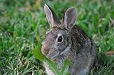 Cottontail Rabbit Taxidermy Photo Reference CD