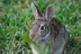 Cottontail Rabbit Taxidermy Photo Reference CD