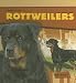 rottweiler40  - Rottweilers Tough Dogs