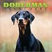 Doberman Pinschers 2002 Wall Calendar International Version