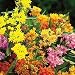 Asclepias 'Gay Butterfly Mix'