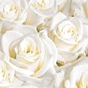 Cocktail-Servietten 3lagig Tissue Motiv 20er White Dreams, 24 x 24 cm