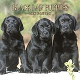 Labrador Retriever, Black Puppies 2006 Calendar