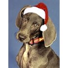 Pet Star Christmas Cards - Weimaraner by  Pet Star Photography