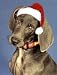 Pet Star Christmas Cards - Weimaraner