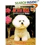 The Bichon Frise Today