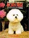 The Bichon Frise Today