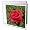 Flowers - Red HT Rose - Greeting Cards-12 Greeting Cards with envelopes