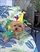 Mardi Gras Dog Costume - Mrs. Jester Dog Costume - X-Small (XS)