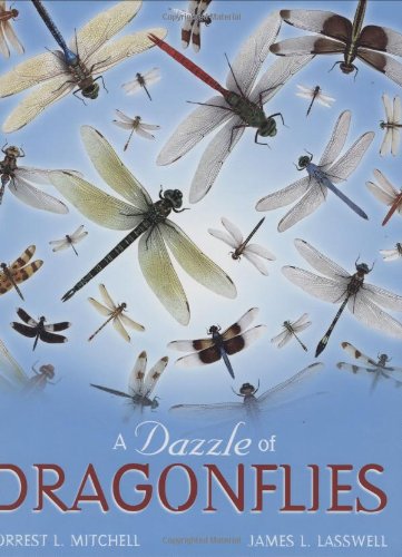 a dazzle of dragonflies