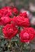 TWIN PACK - Double Knockout Rose (Red)