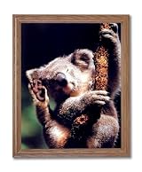 Koala Bear Climbing Tree Animal Wildlife Wall Picture Oak Framed Art Print