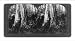 Historic Print (M): Victoria, Australia: A giant gum tree, Gippsland