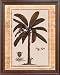 Tropical Palm Tree Fig 524 Picture Framed Art Print