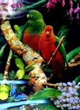 Parrots and Cats 3D Picture, A 3D Lenticular Parrot Wall Art Ready To Frame, 34.5 x 24.5 cm