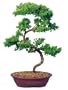 Brussel's Green Mound Juniper Outdoor Bonsai Tree