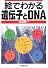 絵でわかる遺伝子とDNA