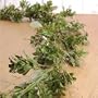 Boxwood Garland - 6 ft