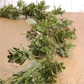 Boxwood Garland - 6 ft