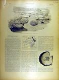 1895 Korallenroter Sperre-Riff Perlen-Australien-Karten-Druck