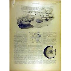 1895 Korallenroter Sperre-Riff Perlen-Australien-Karten-Druck