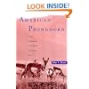 American Pronghorn: Social Adaptations and the Ghosts of Predators Past
