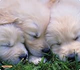 WOW!PAD 7.5" x 8.5" Puppies & Kittens Mouse Pad ( 78PK98-003 )
