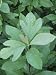 Sassafras Tree Leaves, Sassafras Albidum, Eastern North America Photographic Poster Print by Bill Beatty, 18x24
