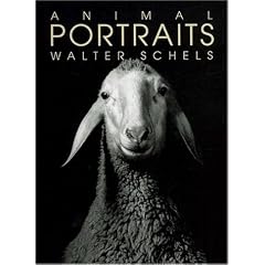 Animal portraits