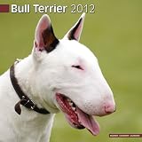 Bull Terrier 2012 Wall Calendar #10023-12